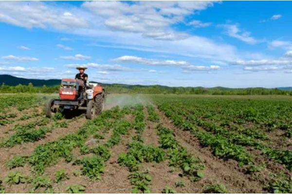 马铃薯甲虫如何防治,可化学防治也可农业防治