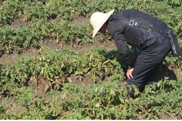 马铃薯甲虫如何防治,可化学防治也可农业防治