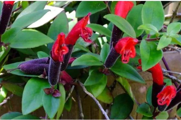 口红花的形态特征，其叶片卵形、椭圆形或倒卵形