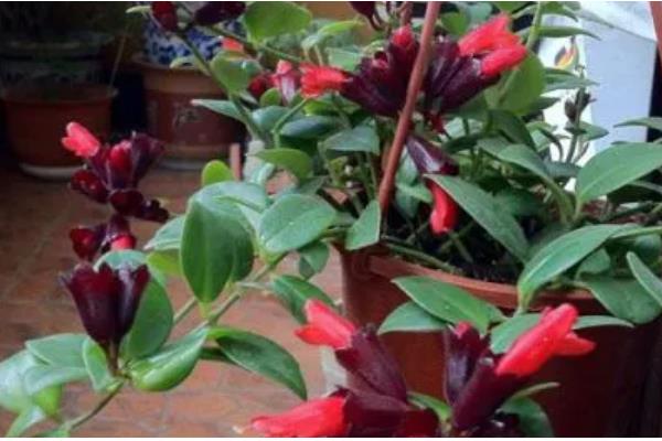 口红花的形态特征，其叶片卵形、椭圆形或倒卵形