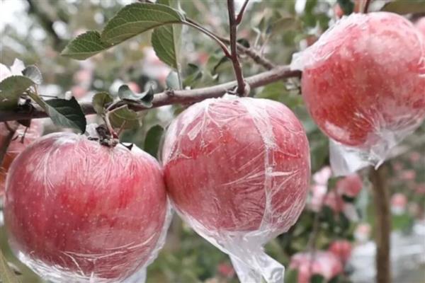 山西省翼城县的特产，隆化小米曾是皇室贡品