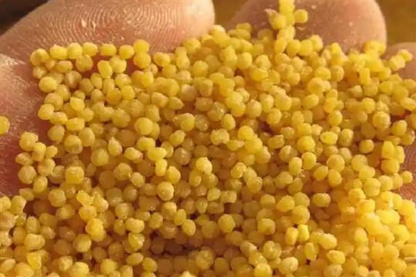 山西省翼城县的特产，隆化小米曾是皇室贡品