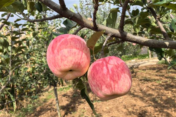 山西省翼城县的特产，隆化小米曾是皇室贡品