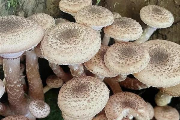 山西省翼城县的特产，隆化小米曾是皇室贡品