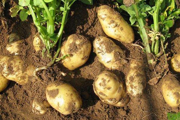 山西省翼城县的特产，隆化小米曾是皇室贡品