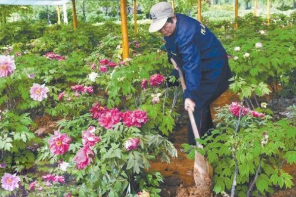 牡丹4月份可以移栽吗，4月份不可以移栽