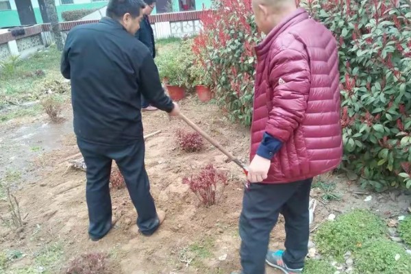 牡丹4月份可以移栽吗，4月份不可以移栽