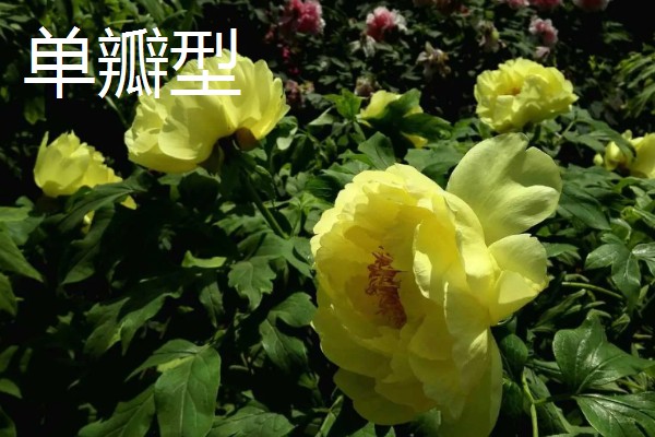 牡丹4月份可以移栽吗，4月份不可以移栽