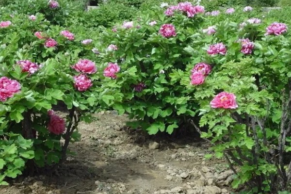 牡丹4月份可以移栽吗，4月份不可以移栽