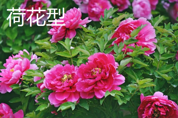 牡丹4月份可以移栽吗，4月份不可以移栽