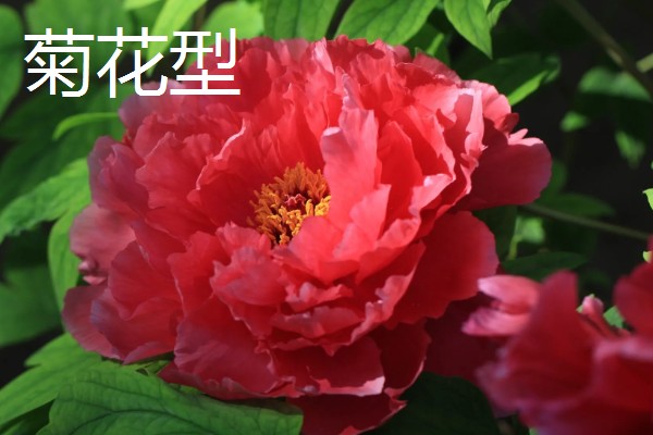 牡丹4月份可以移栽吗，4月份不可以移栽