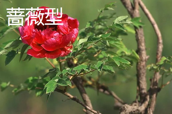牡丹4月份可以移栽吗，4月份不可以移栽