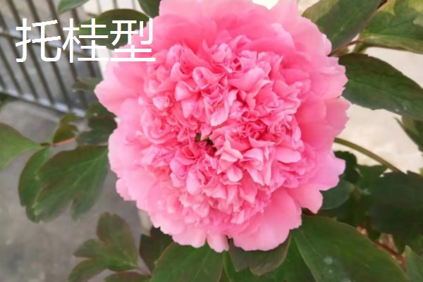 牡丹4月份可以移栽吗，4月份不可以移栽