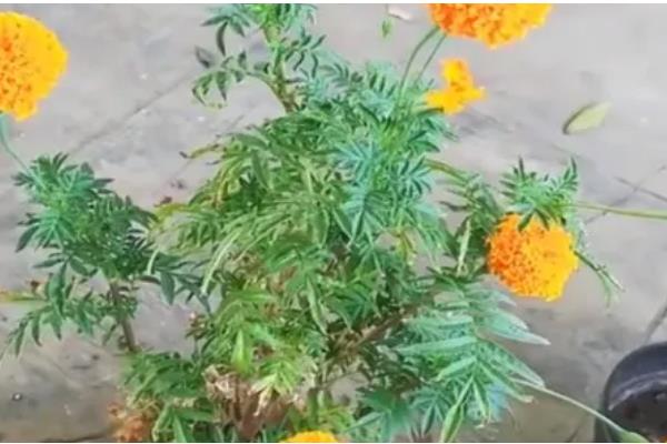 万寿菊怎么种植，出苗后每隔4天浇一次水