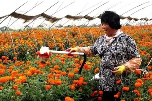 万寿菊怎么种植，出苗后每隔4天浇一次水