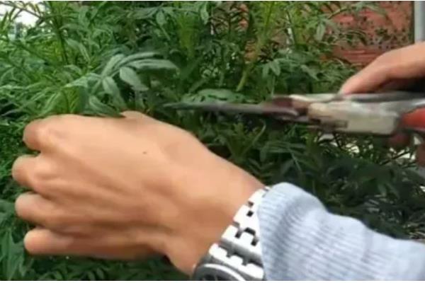 万寿菊怎么种植，出苗后每隔4天浇一次水