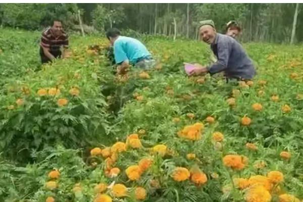 万寿菊怎么种植，出苗后每隔4天浇一次水