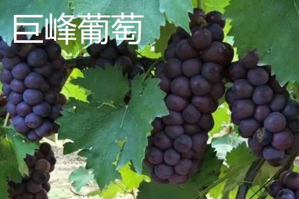 农村有什么好的创业项目，推荐智能家电安装、废旧轮胎加工等