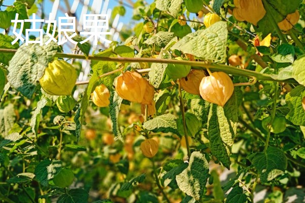 农村有什么好的创业项目，推荐智能家电安装、废旧轮胎加工等