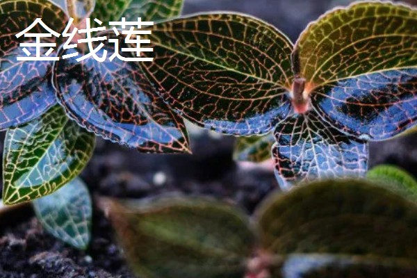 农村有什么好的创业项目，推荐智能家电安装、废旧轮胎加工等