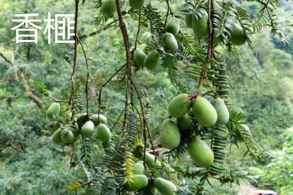 农村有什么好的创业项目，推荐智能家电安装、废旧轮胎加工等