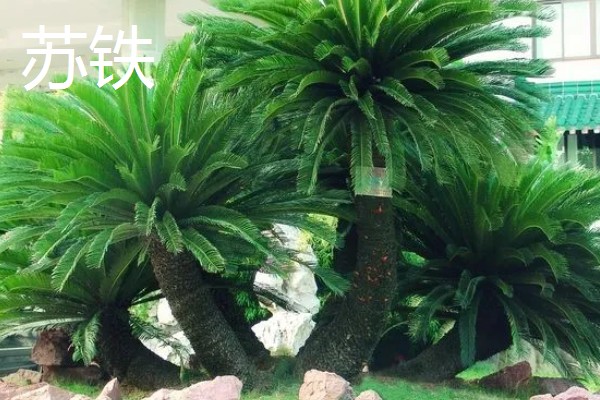 农村有什么好的创业项目，推荐智能家电安装、废旧轮胎加工等