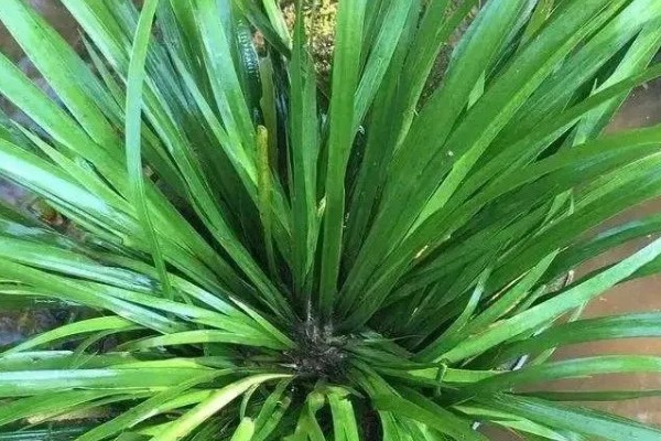 石菖蒲能大面积田间种植吗，可以大面积田间种植