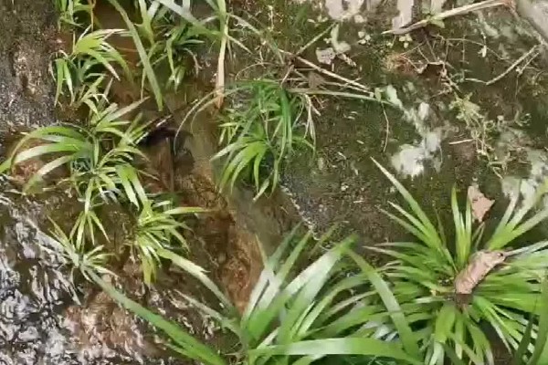 石菖蒲能大面积田间种植吗，可以大面积田间种植