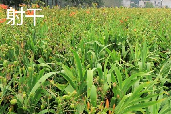 农村有什么好的创业项目，推荐智能家电安装、废旧轮胎加工等