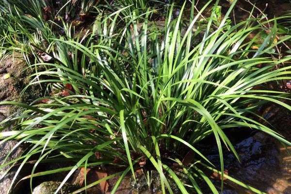 石菖蒲能大面积田间种植吗，可以大面积田间种植