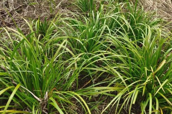 石菖蒲能大面积田间种植吗，可以大面积田间种植