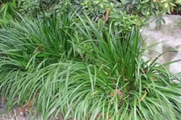 石菖蒲能大面积田间种植吗，可以大面积田间种植