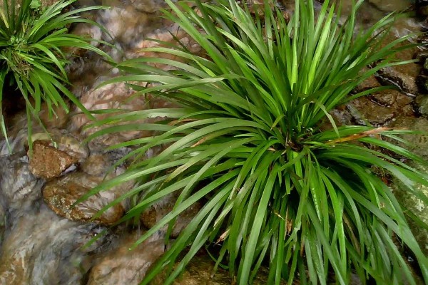 石菖蒲能大面积田间种植吗，可以大面积田间种植