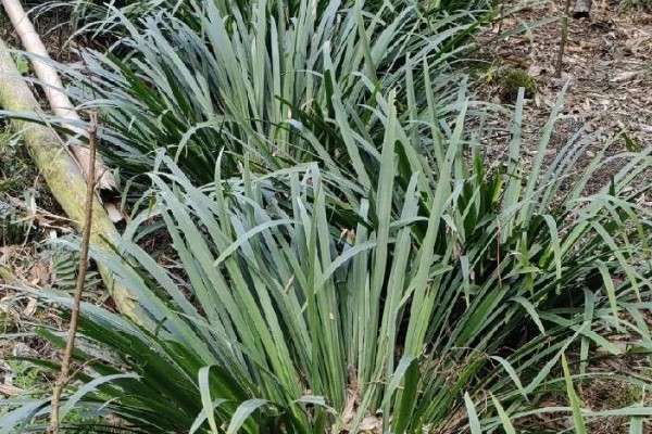 石菖蒲能大面积田间种植吗，可以大面积田间种植