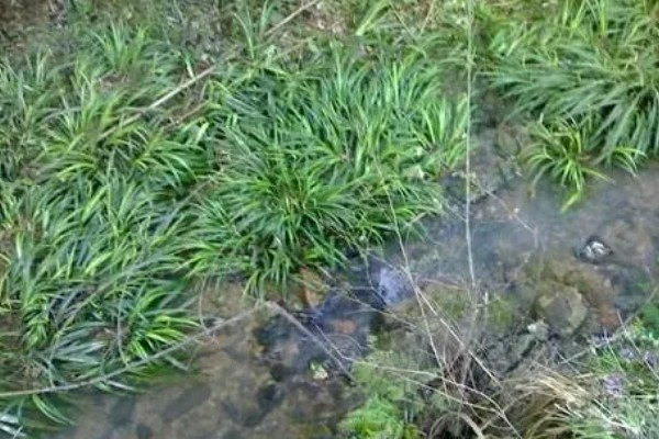石菖蒲能大面积田间种植吗，可以大面积田间种植