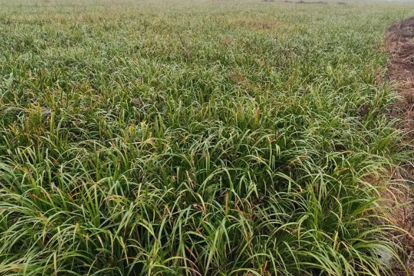 石菖蒲能大面积田间种植吗，可以大面积田间种植