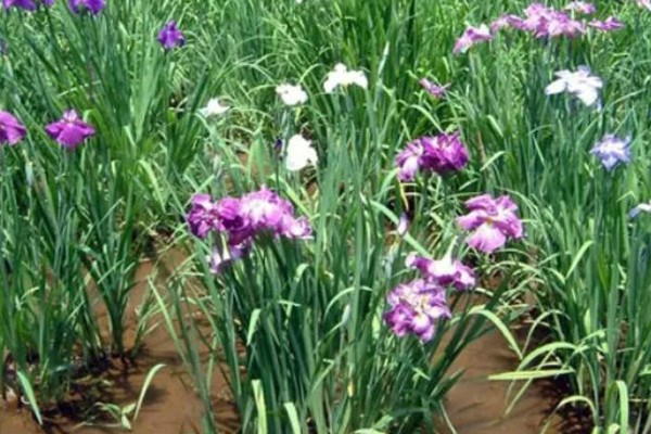 石菖蒲能大面积田间种植吗，可以大面积田间种植