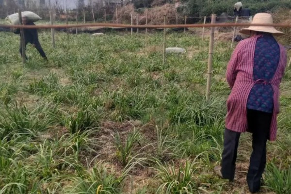石菖蒲能大面积田间种植吗，可以大面积田间种植