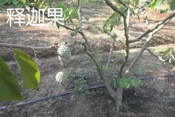 农村有什么好的创业项目，推荐智能家电安装、废旧轮胎加工等