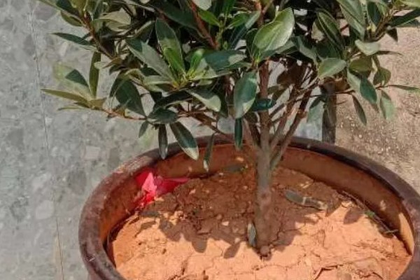 杜鹃红山茶花的养殖方法,酸碱值需控制在5-6.5之间