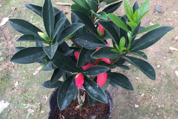 杜鹃红山茶花的养殖方法,酸碱值需控制在5-6.5之间