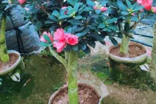 杜鹃红山茶花的养殖方法,酸碱值需控制在5-6.5之间