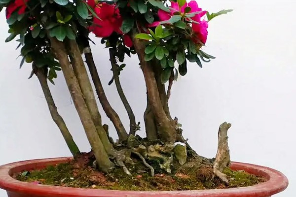 杜鹃红山茶花的养殖方法,酸碱值需控制在5-6.5之间