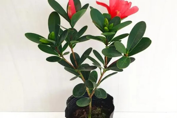 杜鹃红山茶花的养殖方法,酸碱值需控制在5-6.5之间