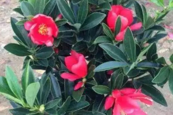 杜鹃红山茶花的养殖方法,酸碱值需控制在5-6.5之间