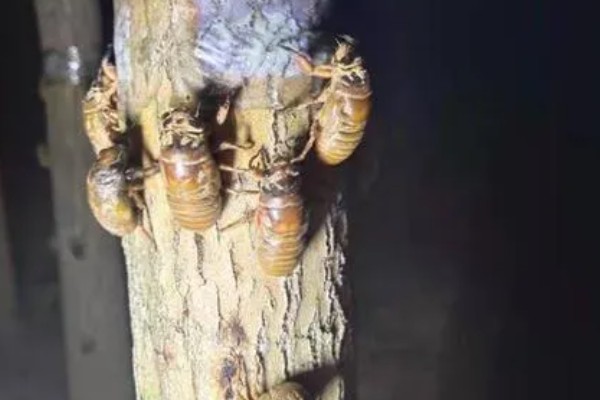 养殖金蝉的方法，夏季注意通风保湿