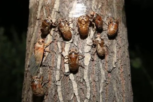 养殖金蝉的方法，夏季注意通风保湿