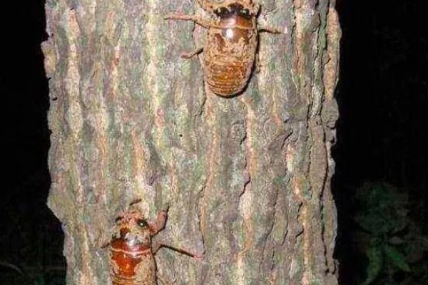 养殖金蝉的方法，夏季注意通风保湿