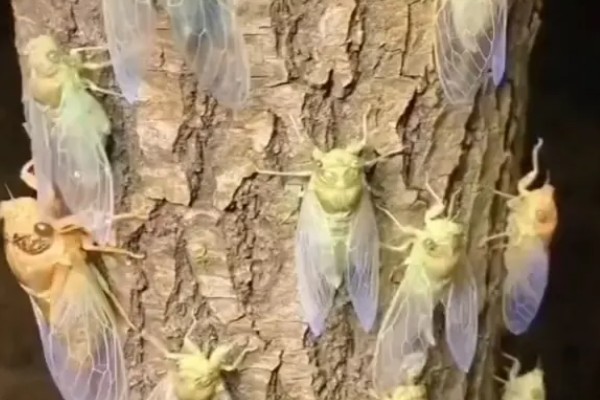 养殖金蝉的方法，夏季注意通风保湿