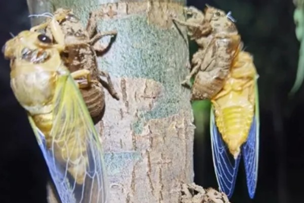 养殖金蝉的方法，夏季注意通风保湿